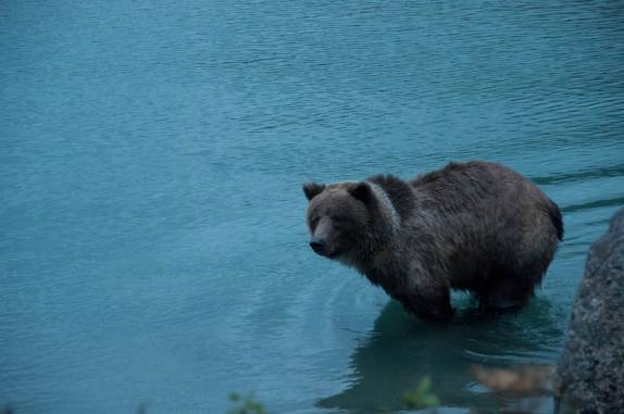 Perseguindo salmões no rio Chilkat, em Haines, no sudeste do Alaska